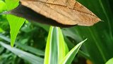 枯叶蝶也可以成为你的朋友，向你点头问好！