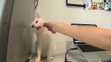 大猫把虾全吃光，小猫生气了，猫咪：一脚踢飞你