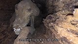 树洞里面惊见狗狗木乃伊，背后却是隐藏了50年的心酸往事