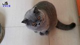 看到主人剁肉，高冷胖公猫突然秒变黏人精，小馋货的眼神逗翻主人
