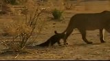 太可怜了！残疾小狮子惨遭母狮抛弃，小狮子不肯离去一直尾随