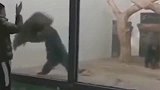 在美国动物园看到的猩猩，是不是像极了晋级赛赢了的你，哈哈