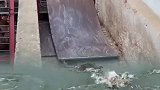 啥家庭条件啊，大肥猪喂鳄鱼