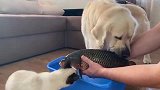 主人买了鲜活鱼做晚餐，猫猫和狗狗却对鱼虎视眈眈