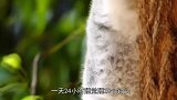 雌考拉拒绝雄考拉的求爱，被雄考拉追着打，最后坐在角落哭
