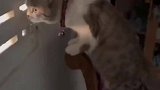 喵星人透过墙缝看热闹