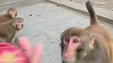 饲养员为猴子分发苹果，一猴一个