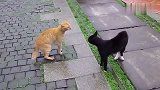 黑猫和橘猫打架，互相呛声，太逗了