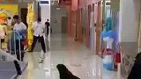 表演海狮突然逃跑满商场乱窜