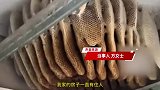 女子家厨房天花板惊现巨大蜂巢，形状如同打开的手风琴