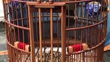 东东画眉鸟套之转发一只画眉鸟看看如何？记得关注一下