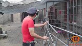 短剧：媳妇成天打麻将不务正业，就连对话都是麻将顺口溜，真好笑