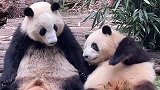 果然是母子连心，成功妈妈晚上去世，大熊猫花花白天早已有预感