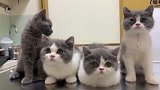 快站起来，你们不是短腿猫
