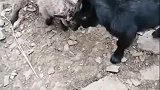 从小练习铁头功，所以小羊不怕疼！