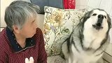 阿拉斯加犬怕冷，祖奶奶疑惑：你毛那么厚还是雪橇犬吗