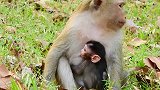 这只小猴子真的好幸福啊，妈妈始终抱着它，真是负责的大猴子！