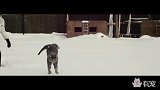 猫咪不听话，主人直接把它扔出去，猫咪瞬间起飞