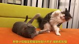 花猫欺负灰猫，灰猫愤怒后，花猫怂了