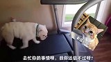 主人你老盯着我干啥呢，你忙你的去吧，放心，我自己会老实跑的