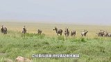 雄狮猎杀斑马，斑马却呆呆的一动不动，这是咋了？
