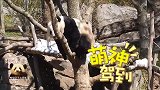 熊猫贝贝就喜欢在树上玩倒挂，爬上爬下，滚来滚去的，好嗨哦！