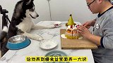 主人刚做好蛋糕，狗狗就迫不及待地抱着盆要吃的，呆萌呆萌好可爱