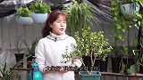 徒长的金枝玉叶如何修剪？只需剪几刀，一看就会！