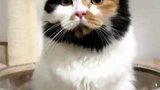 这猫是梁山的吧？猫：洒家来了