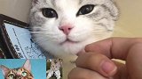 长腿美猫多的是，试试小短腿？ 阿花养猫  见见全网寻找哇塞母猫