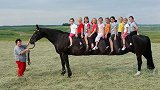 世界上体型最大的马，身高达到3米，一匹马就能坐10个人