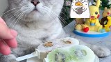 猫王：本喵能有什么坏心思，只不过是雪糕加点麻辣会做饭的猫 雪糕猫咪的报复心有多强