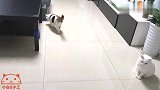 铲屎官不放心搞事猫，随时都想跟踪三三