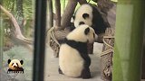 调皮的熊孩子们打成一团，熊猫梦梦也来凑热闹：谁还不是个宝宝？