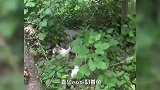 流浪猫妈妈只有三只脚，却每天带鱼跋涉上山