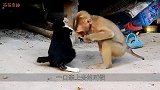 猴子无赖调戏猫，猫咪颜面尽失，瞬间将其一顿暴揍，猫：要脸不