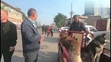 狗市：一句“能行”，狗狗绝望了