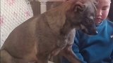 可可爱爱！狗狗现场主动教小男孩撸自己，怕狗萌娃被攻略