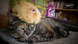 小刺猬错把猫咪当妈妈，上去就喝奶，小刺猬：管它呢，有奶就是娘