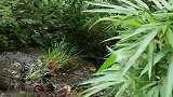实拍大凉山，小姐姐干完活回家，接下来的一幕，有小时候的回忆
