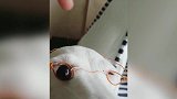 狗狗怎么还带上了眼睛，看着这个样子，很是蠢萌啊！