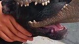 被奉为神坛的比特犬，竟然被鳄鱼狠狠咬住尾巴