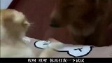汪星人，喵星人，你们别闹行不行
