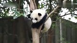 熊猫：熊猫原来是这样下树的啊