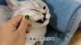 揪猫咪的胡须它有什么反应？我好想被猫打哦哈哈