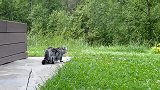 草地上玩耍的猫咪，看这萌萌的样子，可爱极了呢！