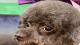 卷毛泰迪被欺负后欲言又止的样子太好笑了