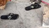 猫咪和公鸡大战，谁也不让谁