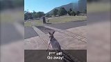 澳大利亚小哥玩跳伞 落地惨遭袋鼠围殴大爆粗口