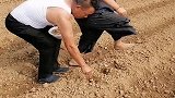 农村大妈是这样种花生的，这速度也是没谁了，看完又学会一招！